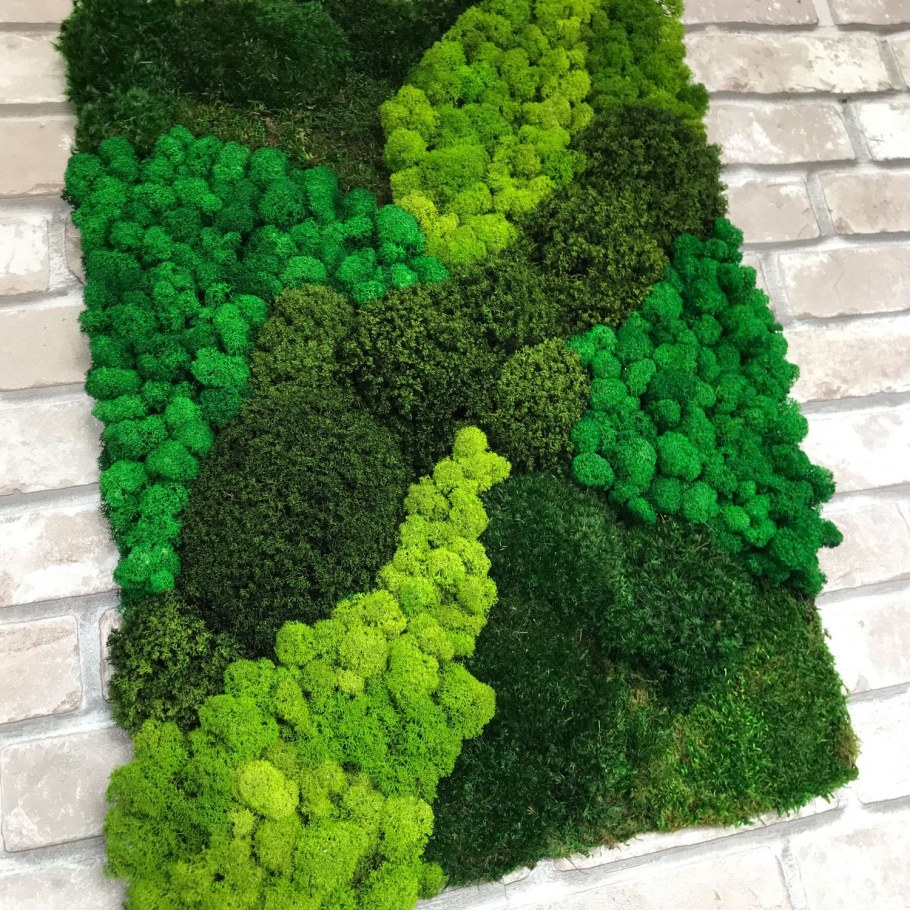 Стабилизированный мох