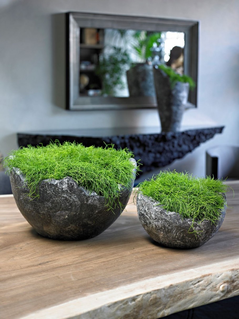 Фитодизайн бонсай