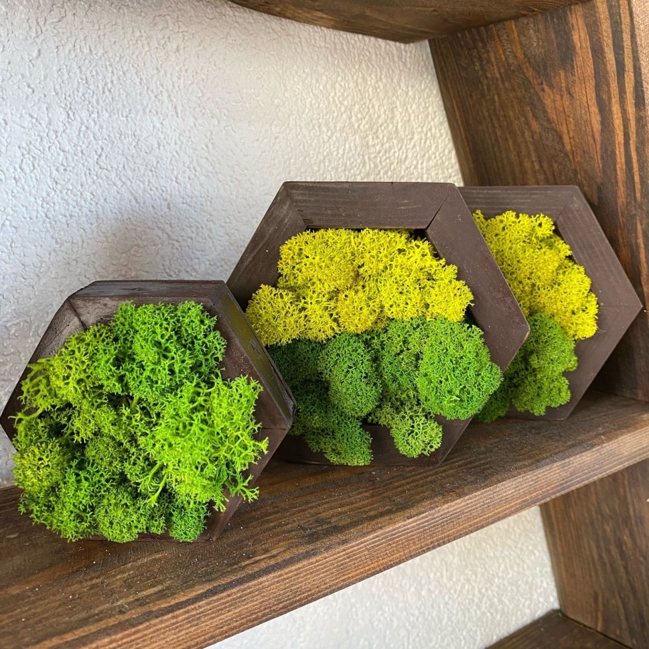 Фитостена ягель