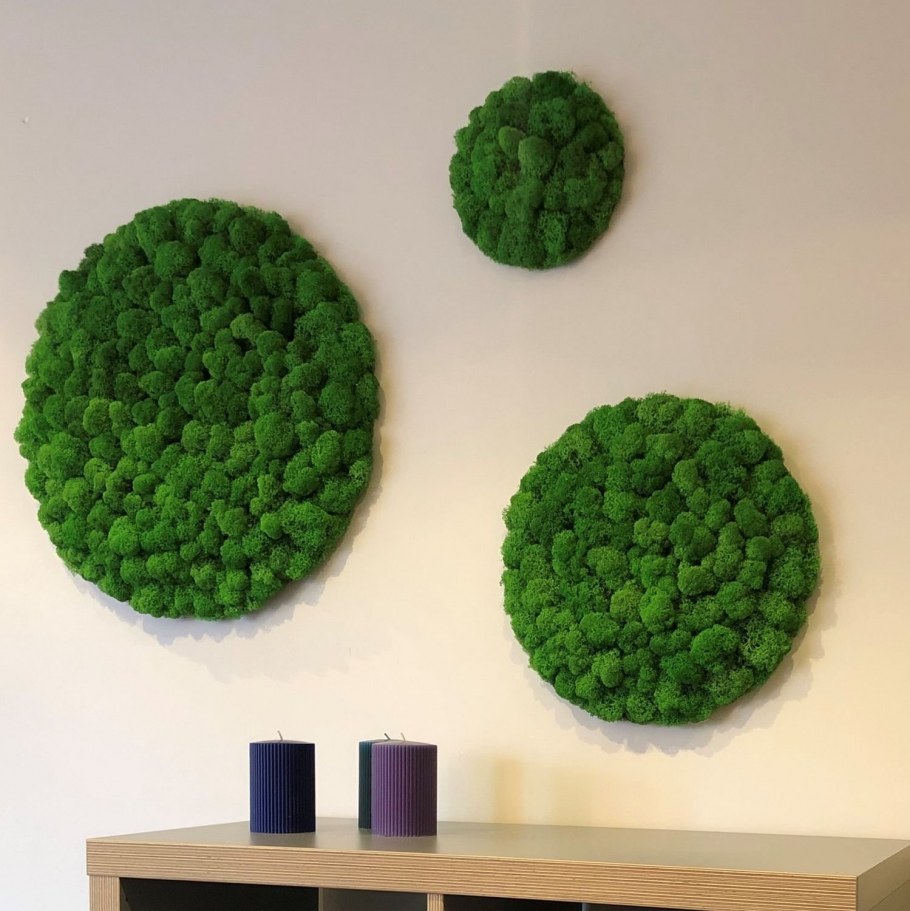 Стабилизированный мох