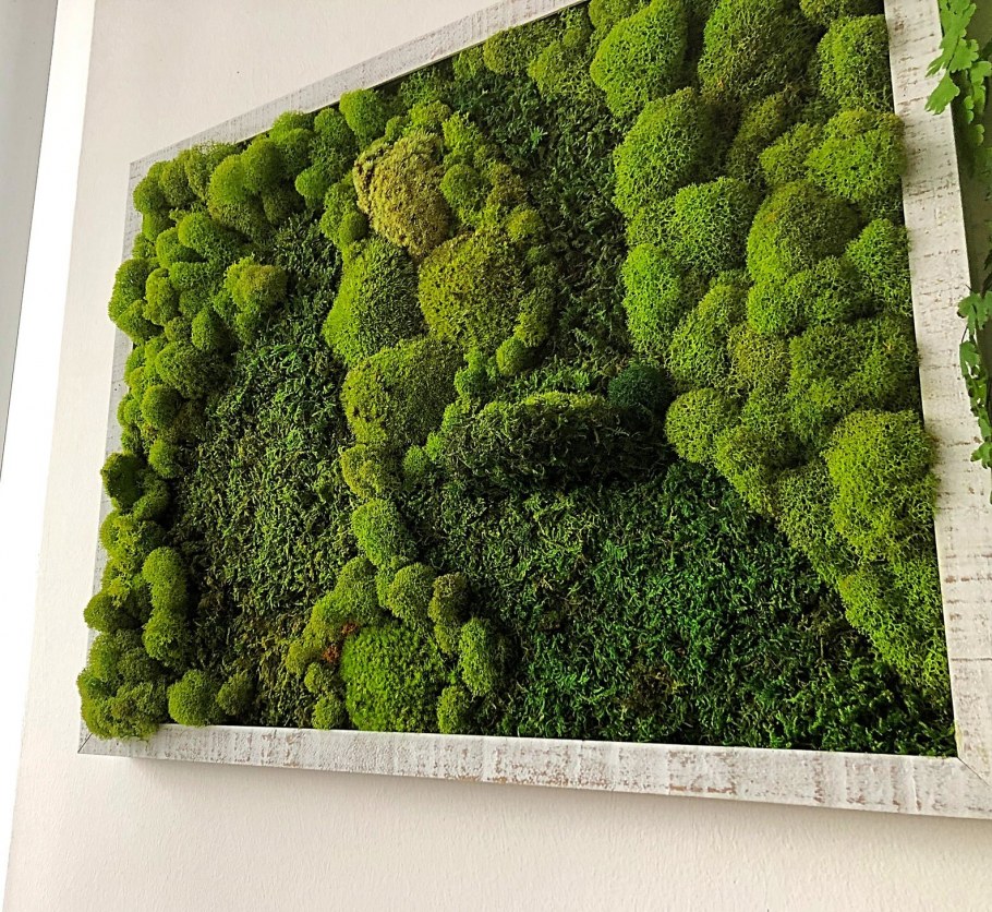 Стабилизированный мох фото