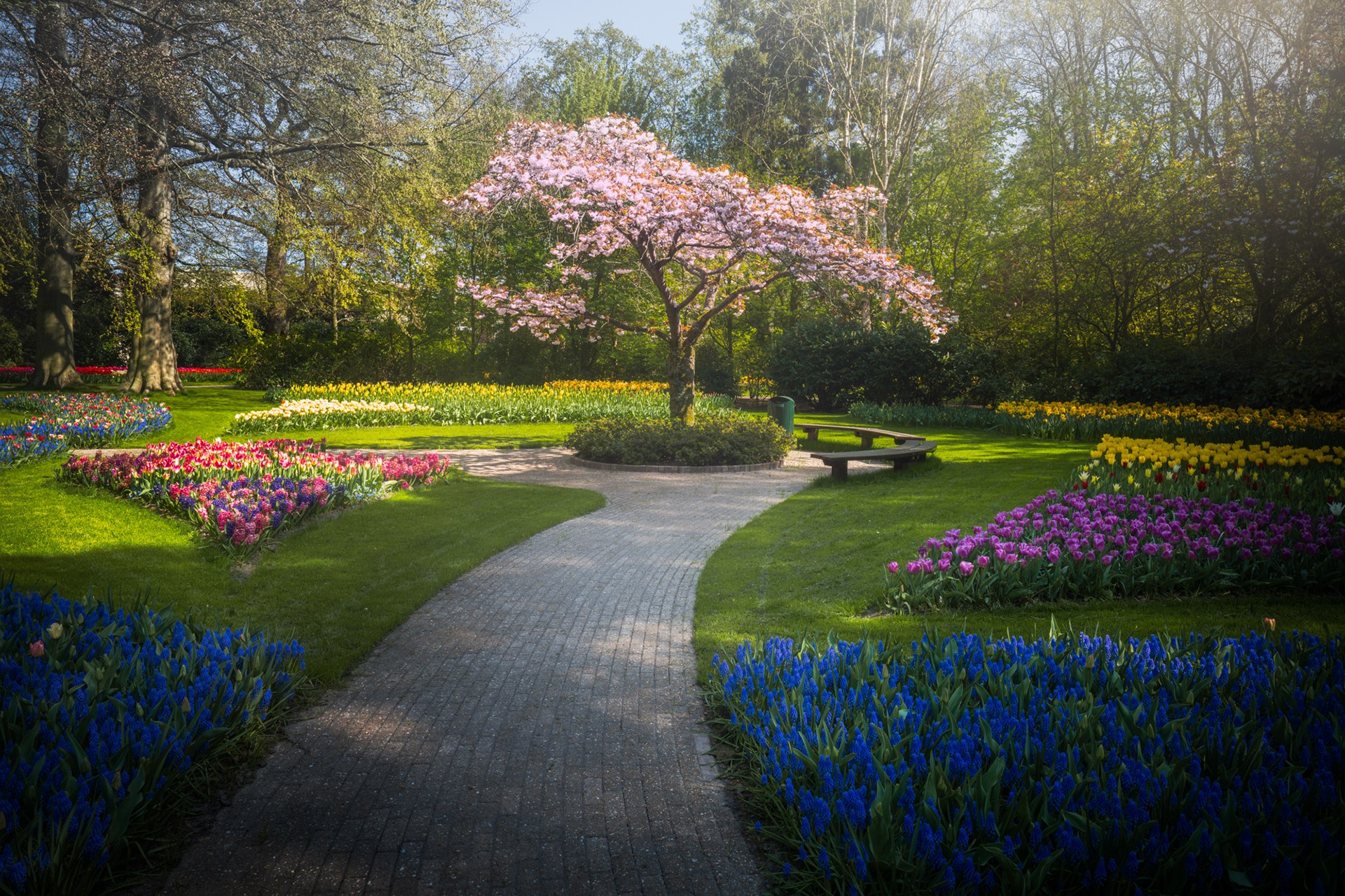 Видео сада с цветами. Нидерланды парк Кекенхоф. Парк тюльпанов Кейкенхоф. Парк тюльпанов в Голландии Кекенхоф. Королевский парк цветов - Keukenhof.
