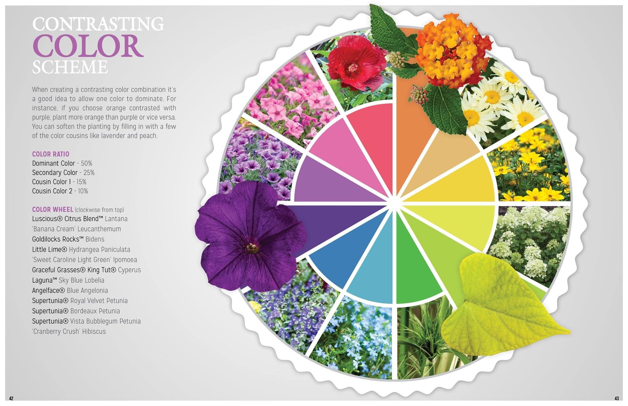 Цветовой круг для цветника