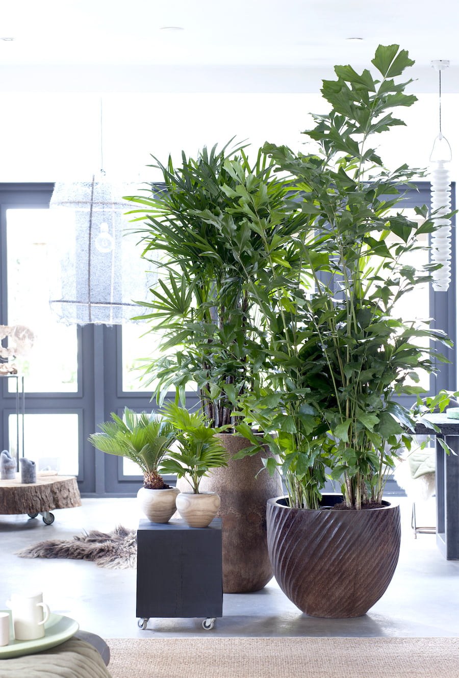 Подсветка для комнатных цветов в интерьере