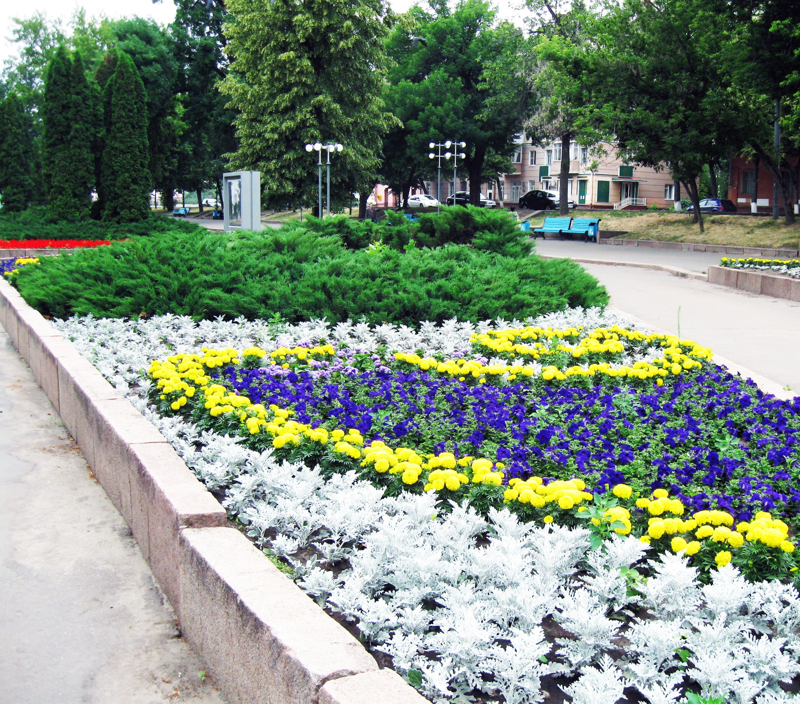 Цветы для озеленения городских клумб