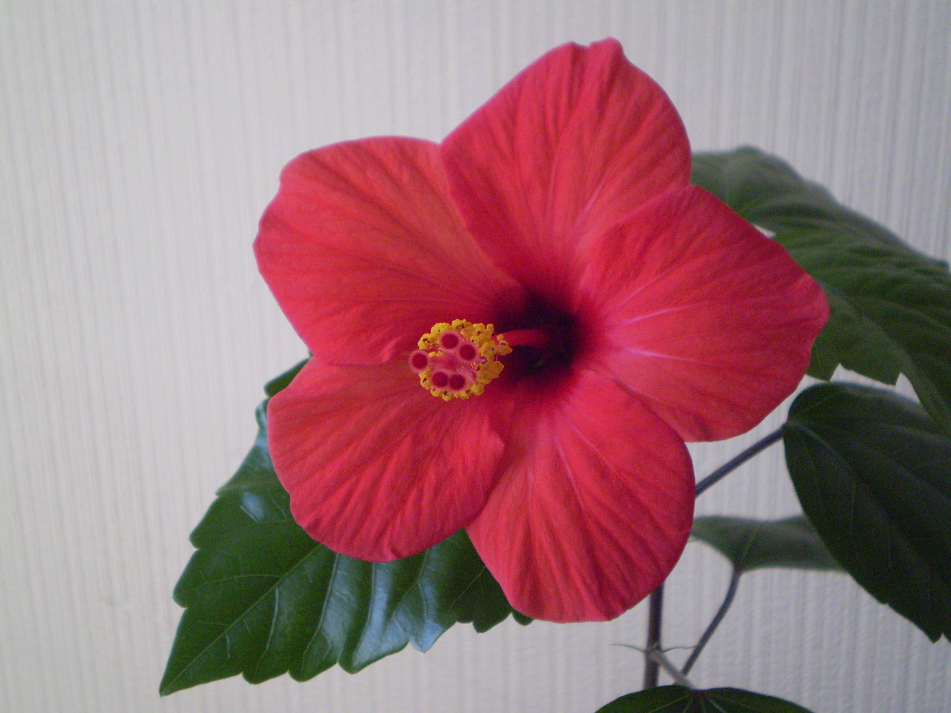 Комнатное растение с крупным красным цветком