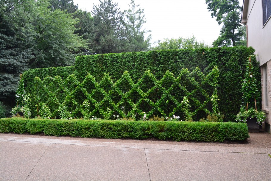 Туя Западная Брабант Живая изгородь