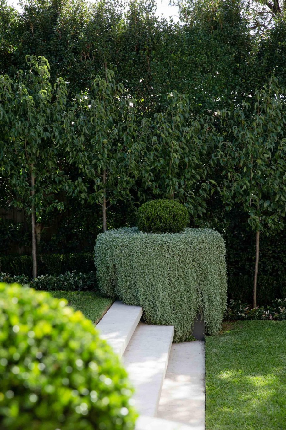 Бирючина обыкновенная изгородь