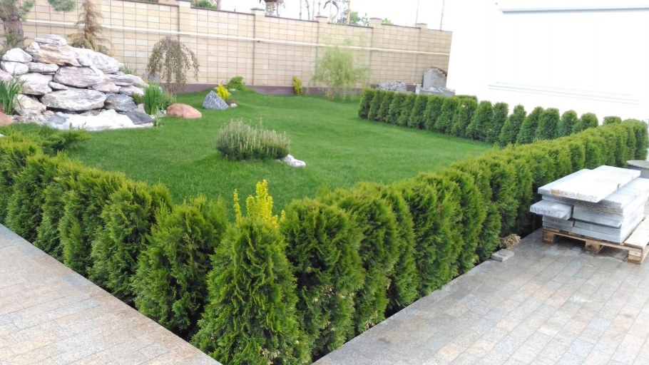 Самшит вечнозеленый Живая изгородь