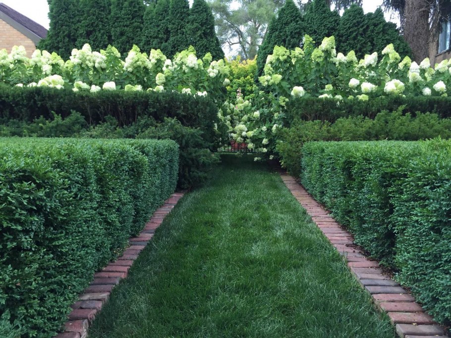 Живая изгородь антураж