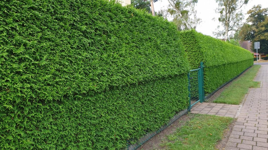 Кизильник и туи в изгороди