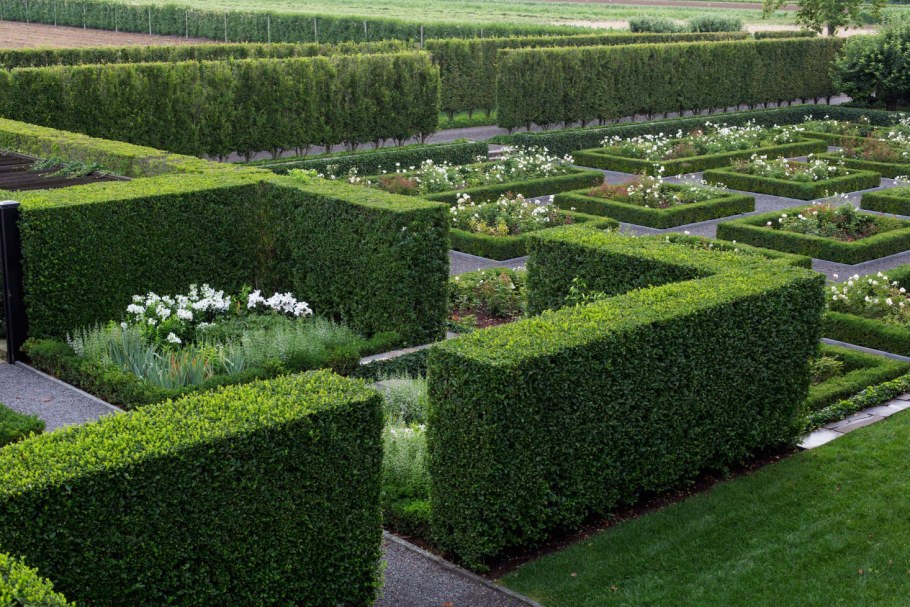 Клен Глобозум изгородь