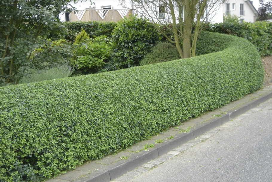 Живая изгородь в пейзажном стиле