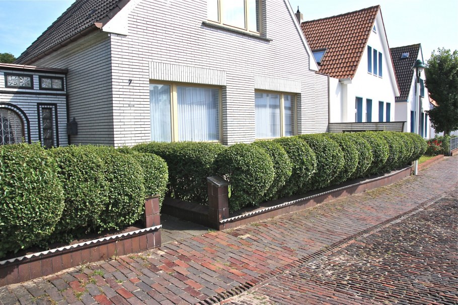 Taxus baccata изгородь