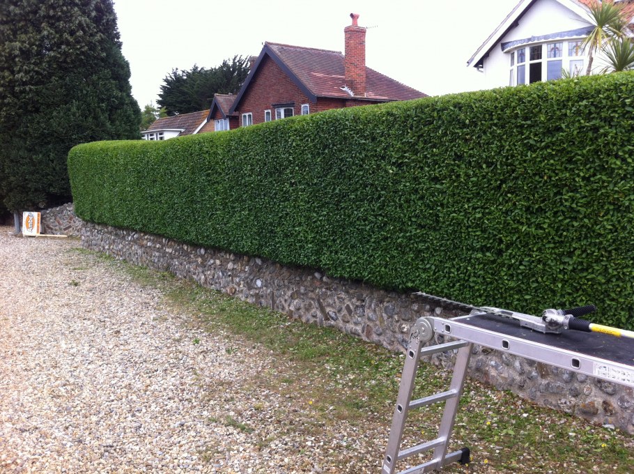 Туя Даника Живая изгородь