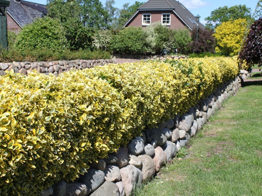 Боярышник сливолистный изгородь