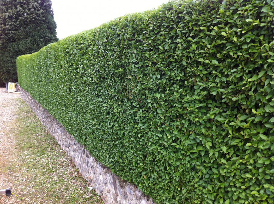 Самшит Буксус вечнозеленый