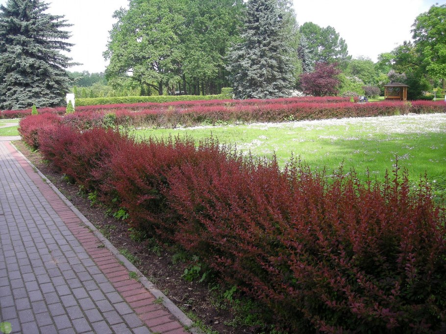 Боярышник кроваво-красный Живая изгородь