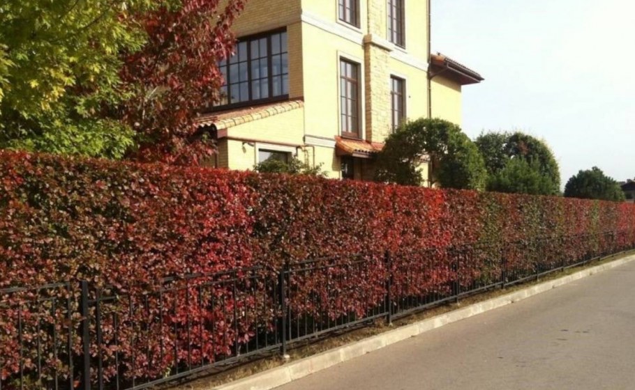 Клён Глобозум в живой изгороди