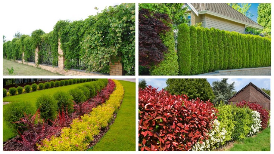 Топиарная изгородь