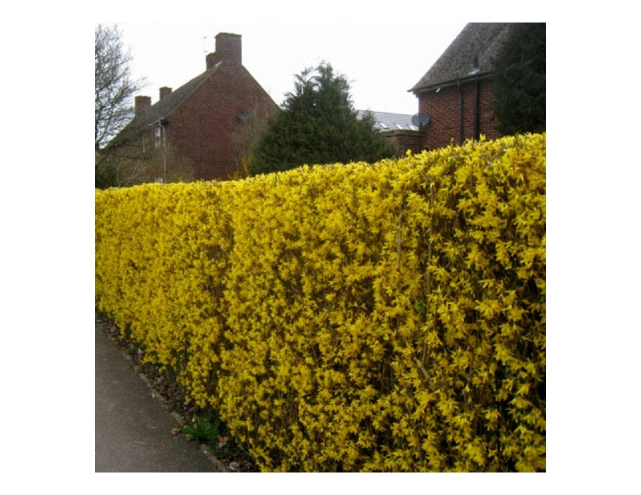 Гортензия Лаймлайт Живая изгородь