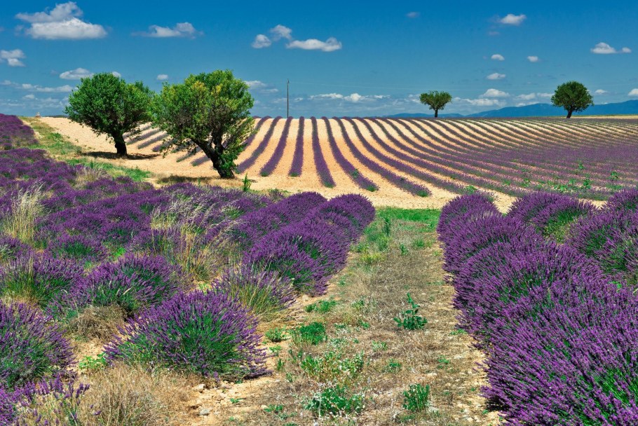 Фреска Лаванда Прованс
