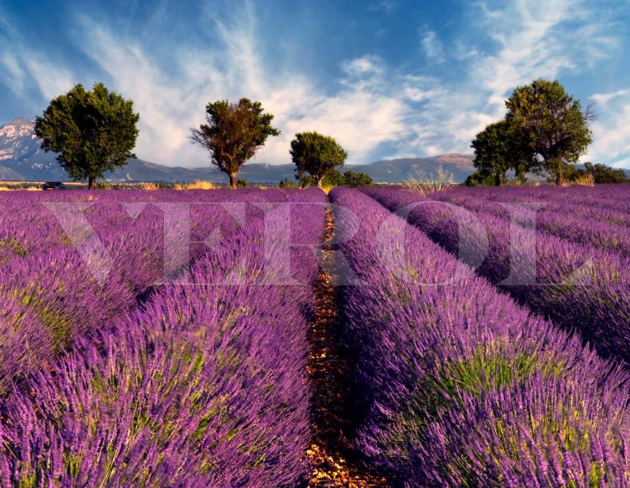 Гостиная Прованс Лаванда