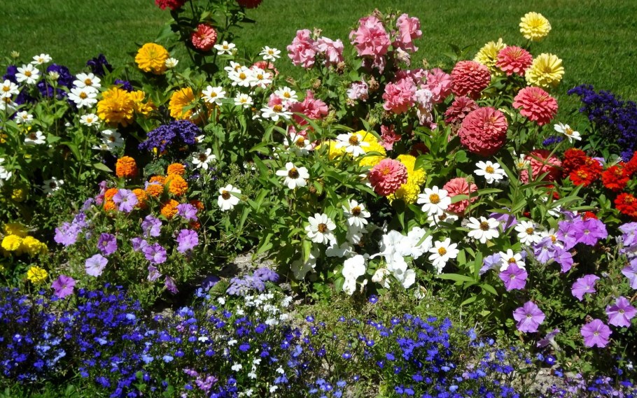 Бархатцы и петуния