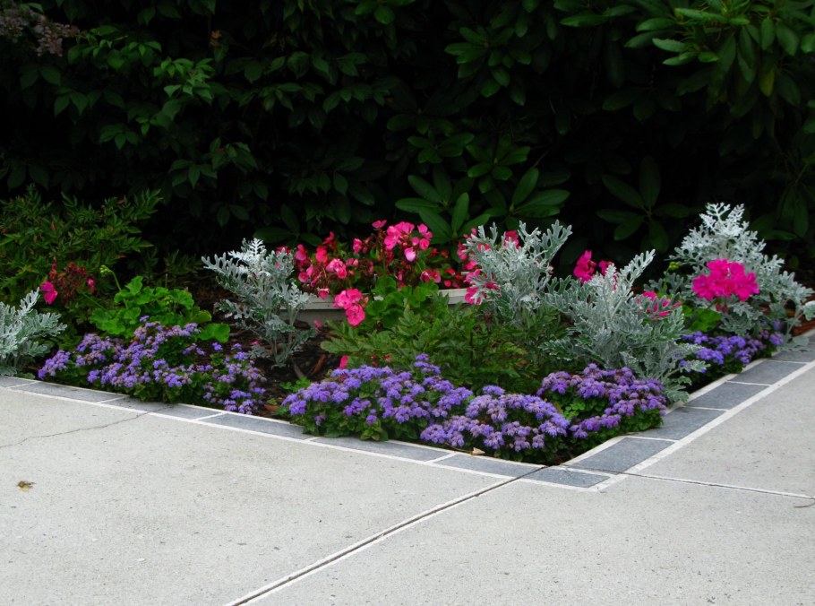 Схема рабатки непрерывного цветения