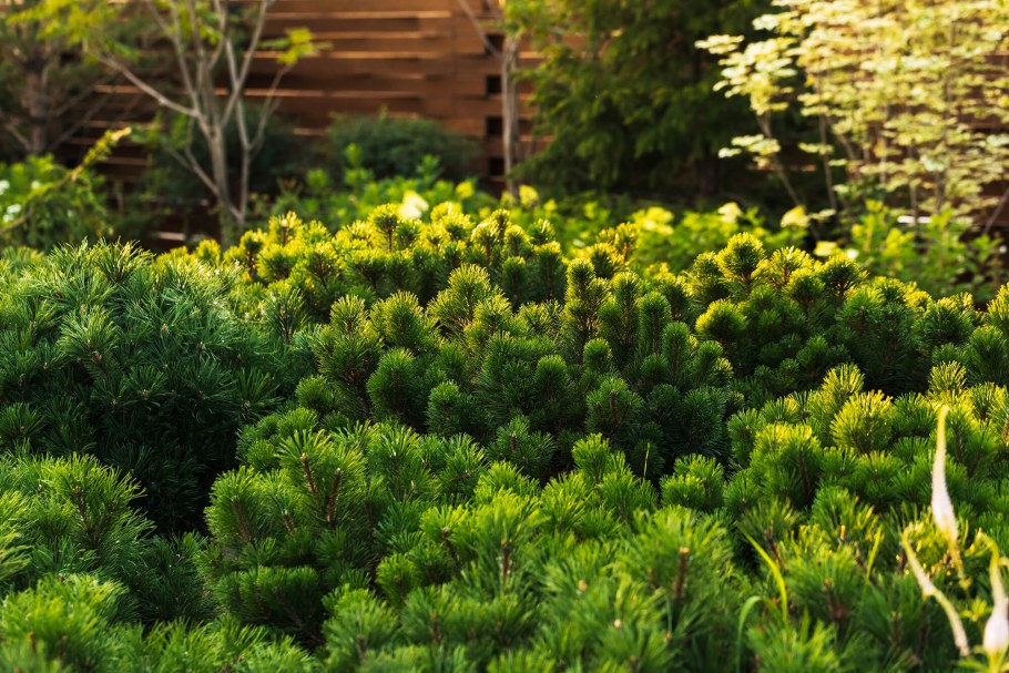 Сосна Горная Пумилио на клумбе