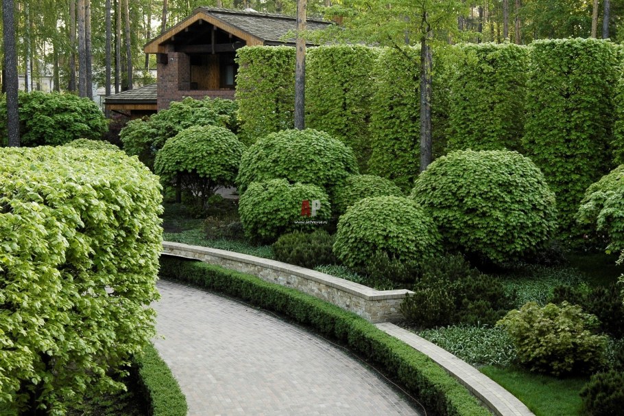 Туя Западная Даника Живая изгородь