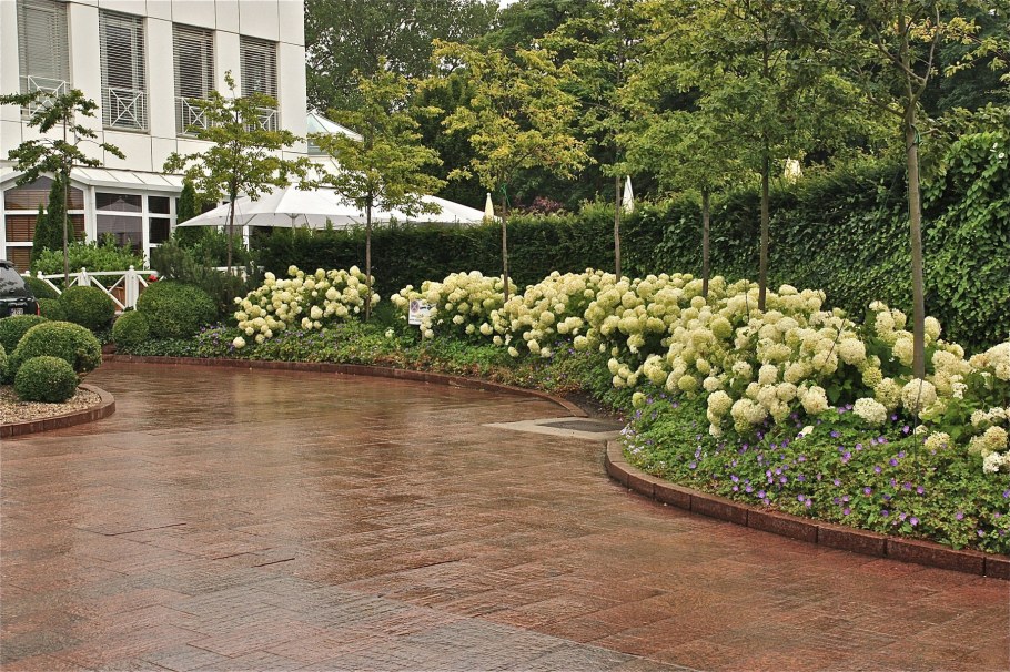 Фитопластика из спиреи