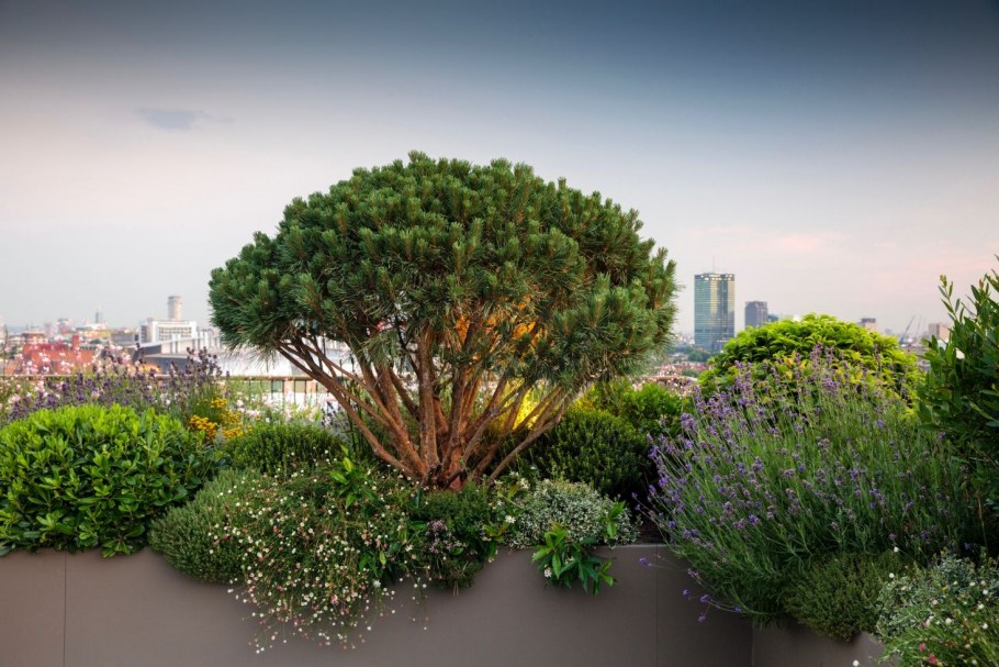 Горные сосны геопластика