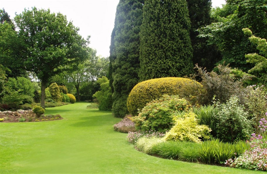 Фитопластика с туей