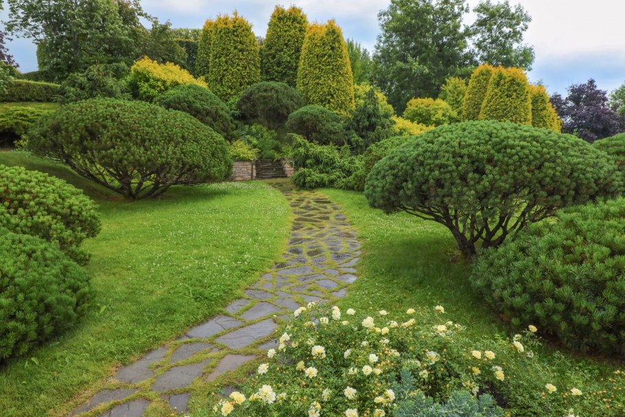 Гортензия изгородь самшит