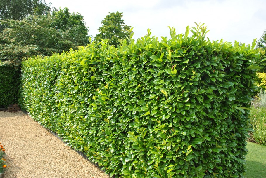 Бирючина обыкновенная (Ligustrum vulgare)