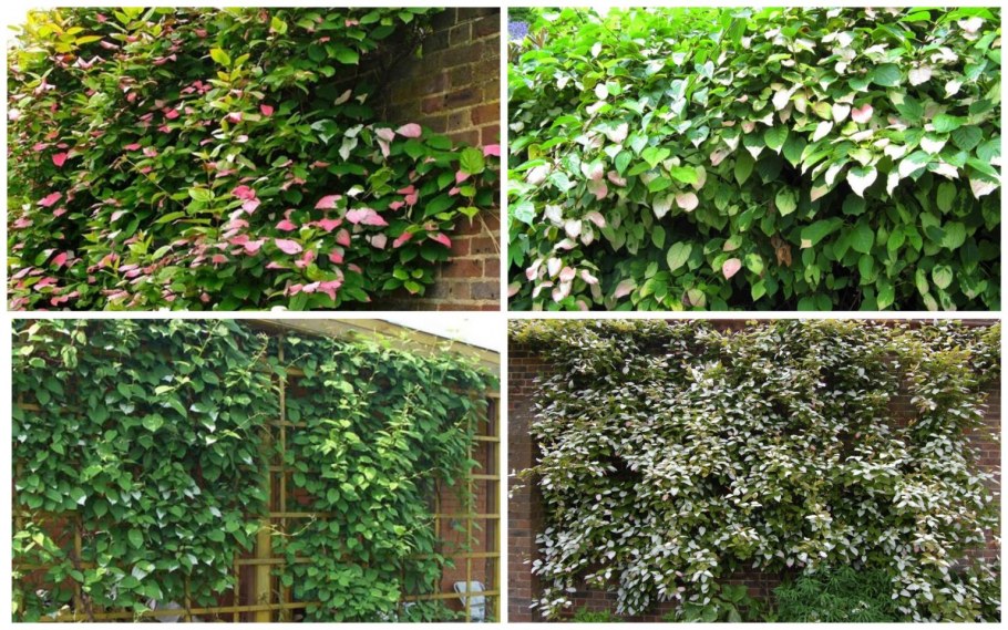 Бирючина обыкновенная (Ligustrum vulgare)