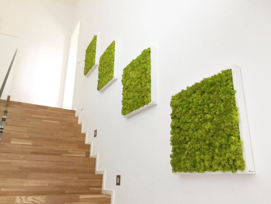 Мох камень фитостена