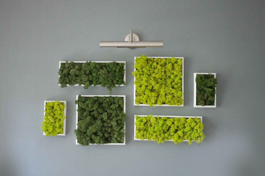 Стабилизированные растения