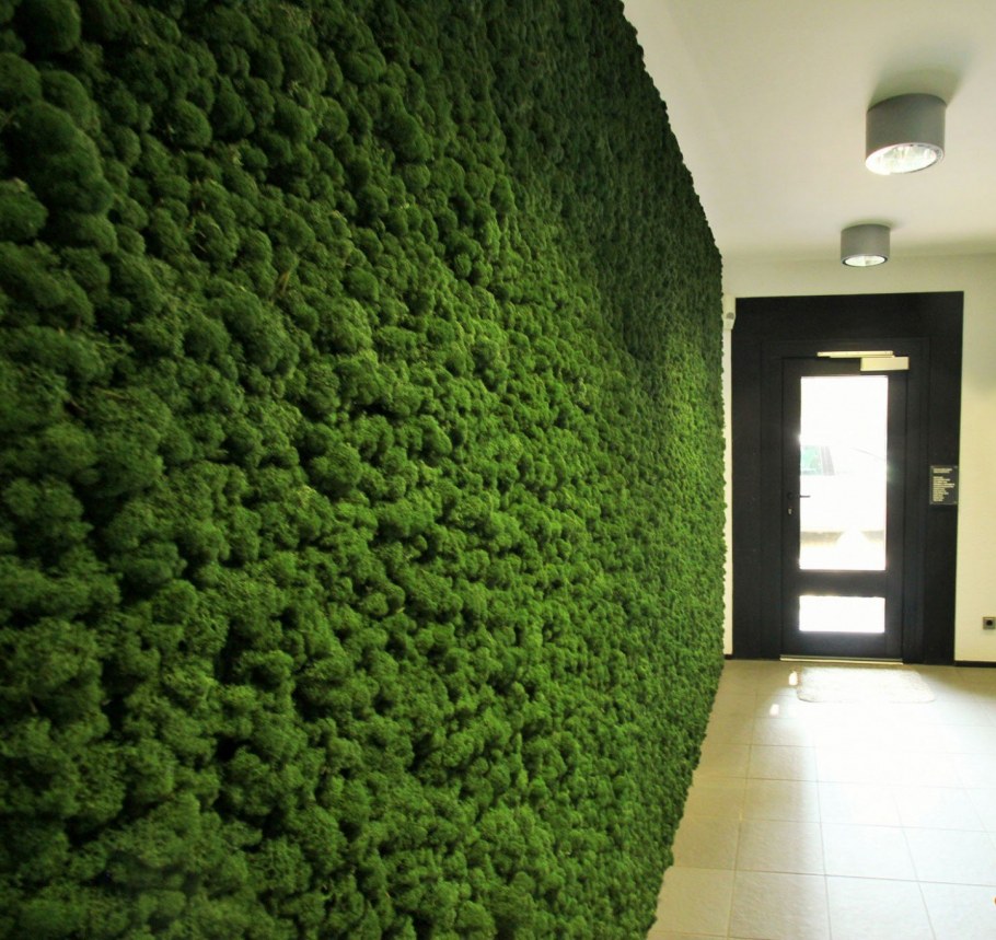 Мох ягель картины