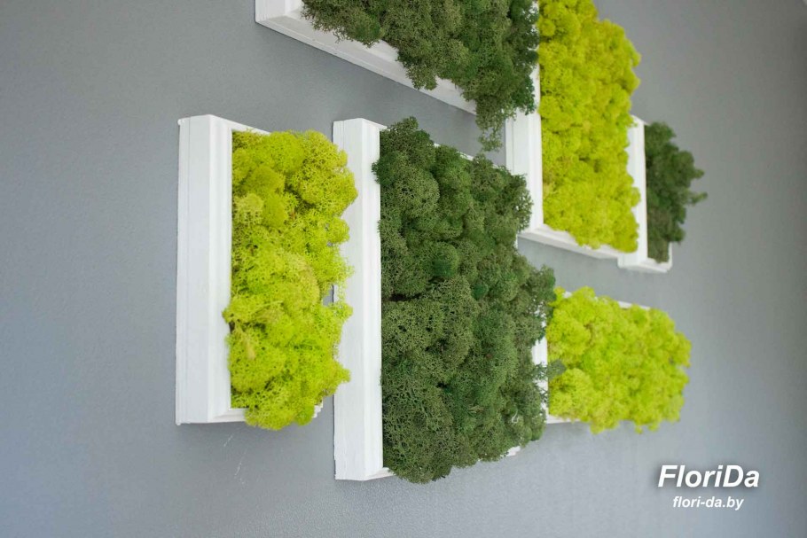 Композиции из мха на стене