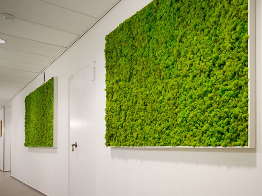 Фитостена Леруа Мерлен