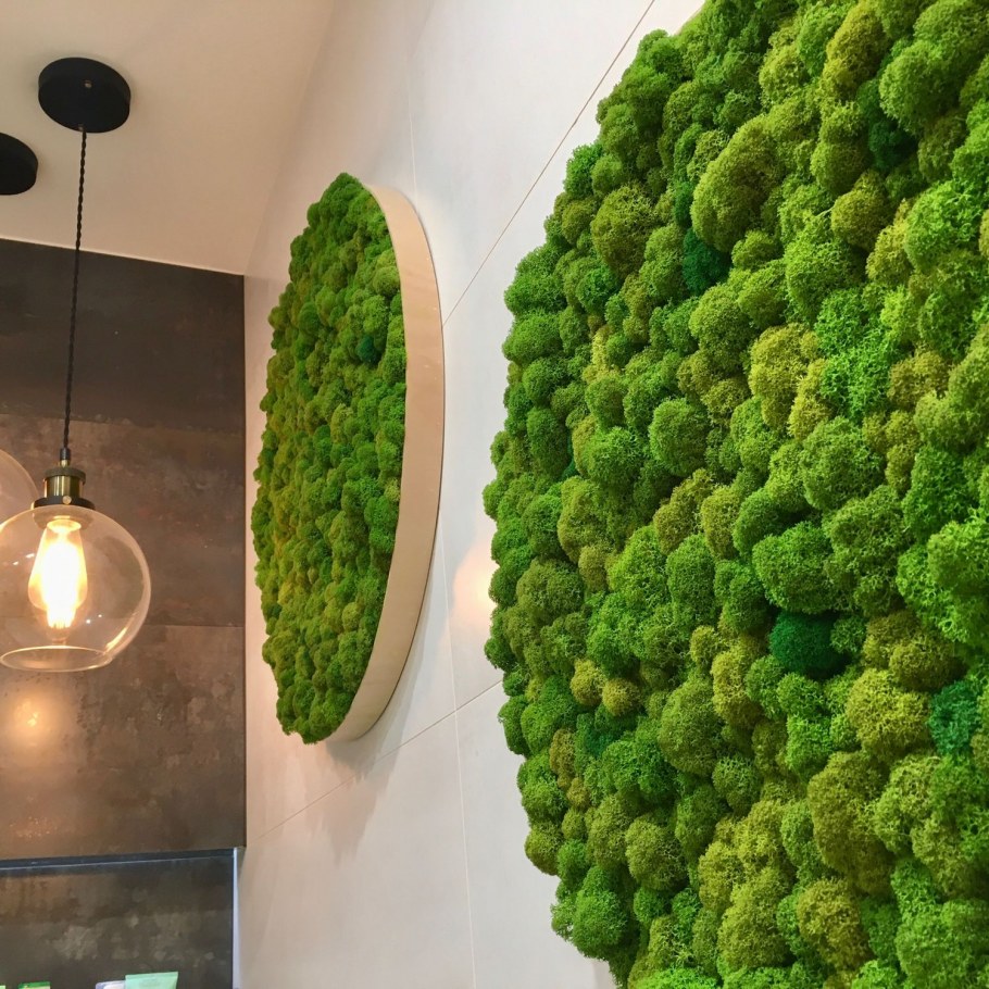 Мох ягель на стене