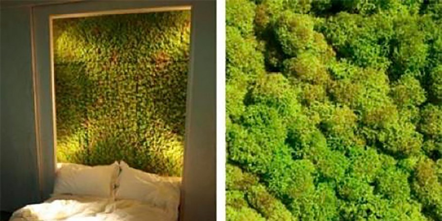 Фитостена ягель