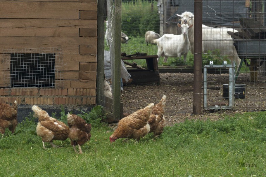 Лучшее семейное подворье