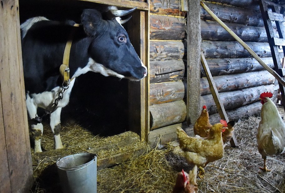 Лошади в сельской местности