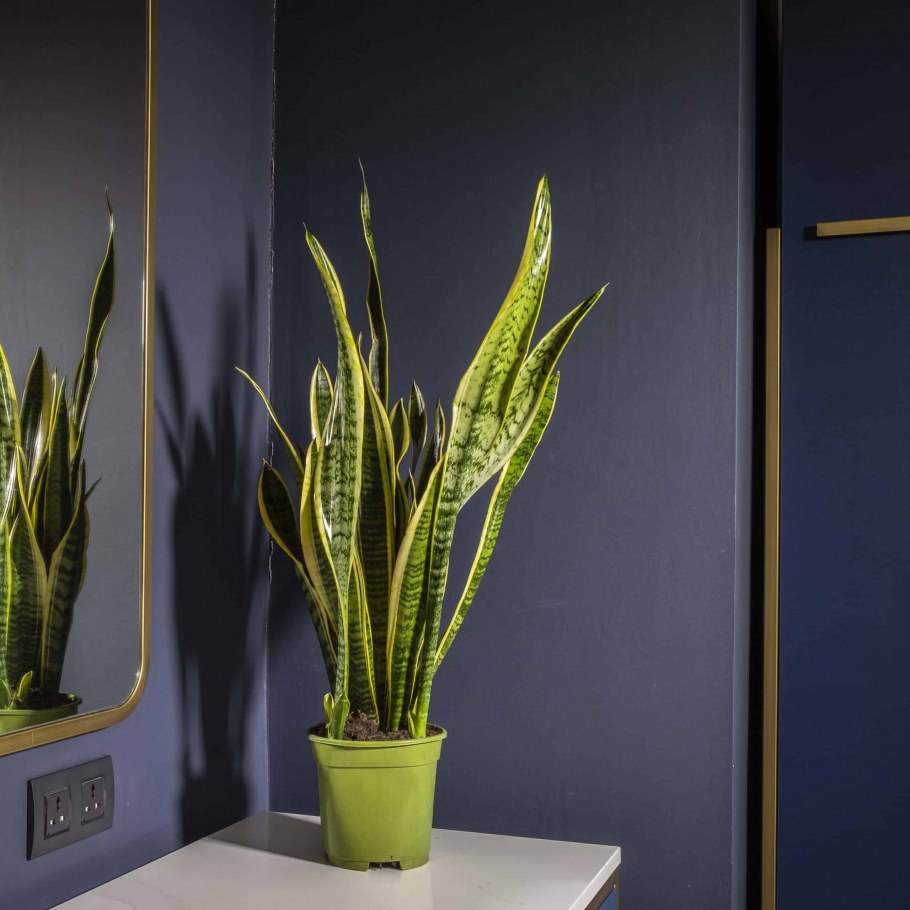 Сансевиерия tough Lady
