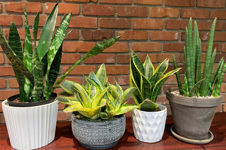 Сансевиерия Тауэр