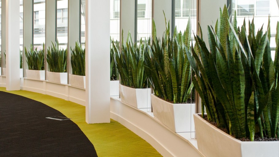 Сансевиерия subspicata