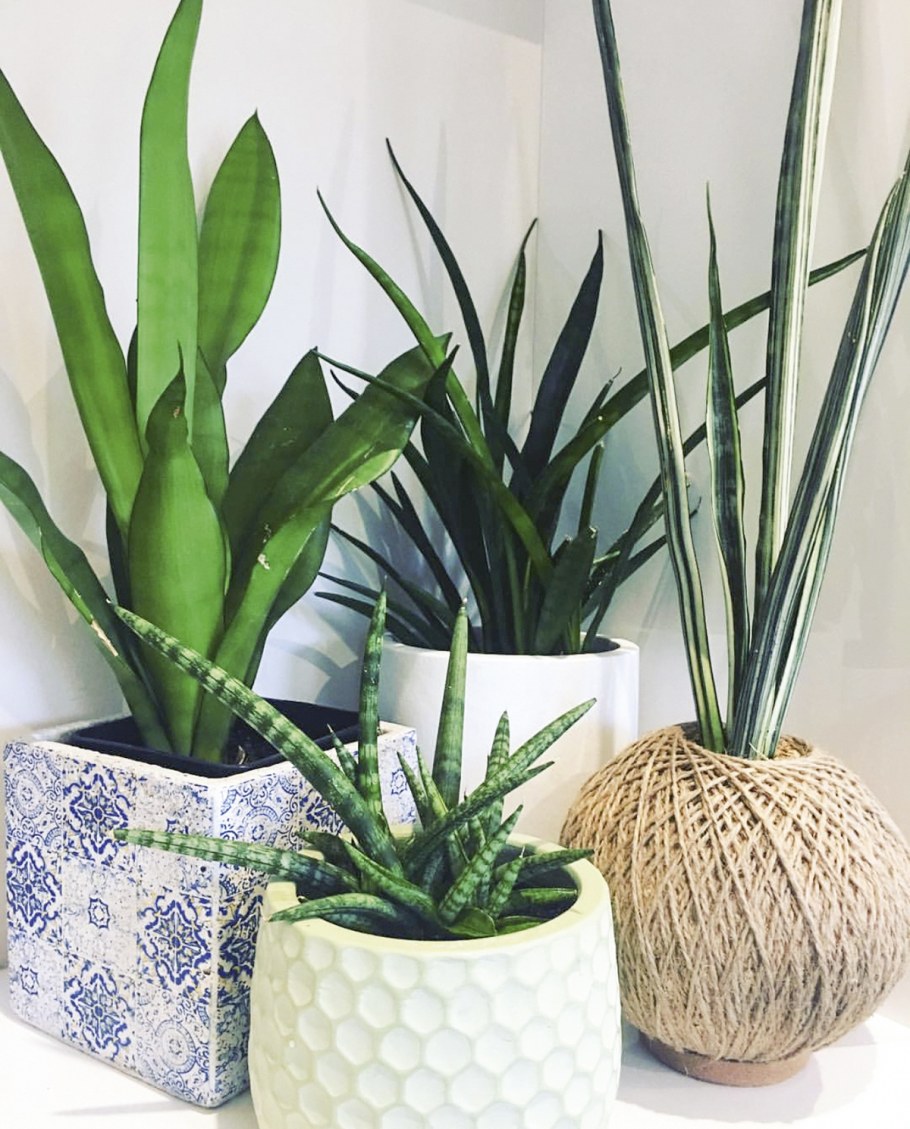 Сансевиерия в дизайне интерьера